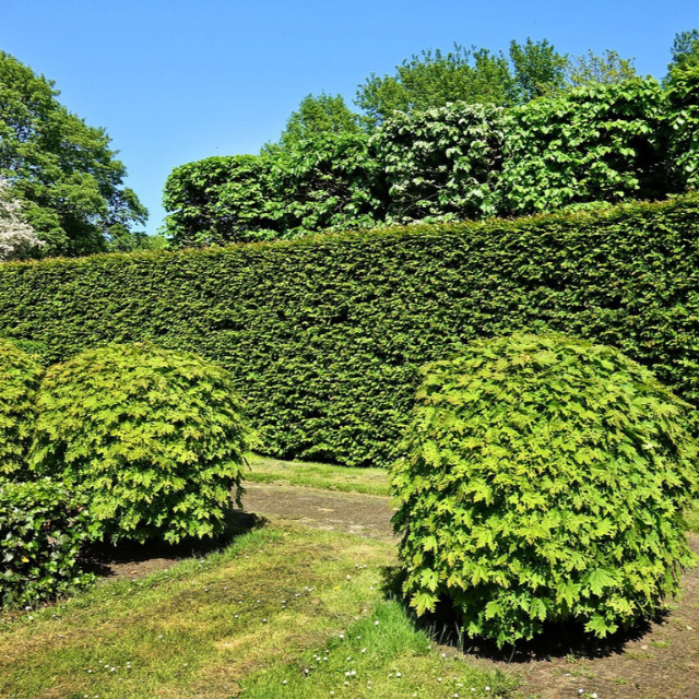 Un jardin bien entretenu avec des haies bien taillées et des arbustes ronds et verts sous un ciel bleu clair met en valeur le savoir-faire d'un jardinier des Services Grizaut.