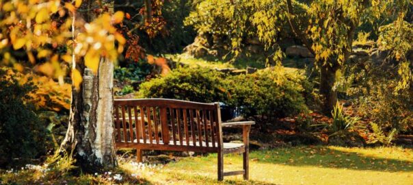 Un banc en bois dans un jardin ensoleillé entouré d'arbres et d'arbustes, avec des rayons de soleil tachetés sur l'herbe, invite à la réflexion pendant que vous contemplez la préparation du jardin pour l'hiver.